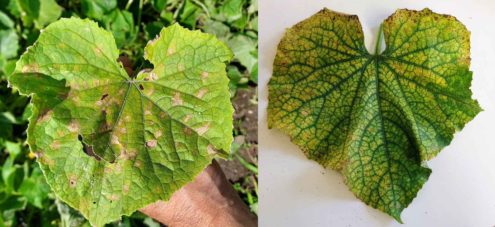Two leaves with blotchy patches.